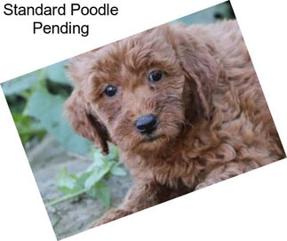 Standard Poodle Pending