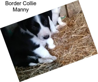 Border Collie Manny