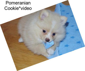 Pomeranian Cookie*video