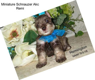 Miniature Schnauzer Akc Remi