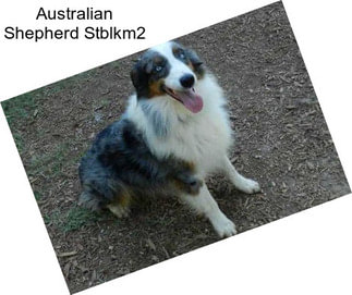 Australian Shepherd Stblkm2