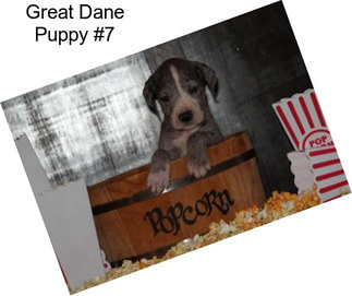 Great Dane Puppy #7