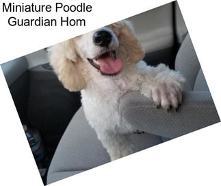 Miniature Poodle Guardian Hom