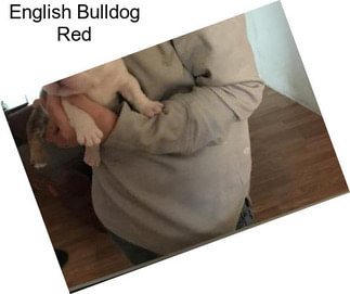 English Bulldog Red