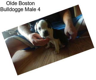 Olde Boston Bulldogge Male 4