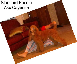 Standard Poodle Akc Cayenne