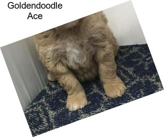 Goldendoodle Ace