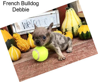 French Bulldog Debbie