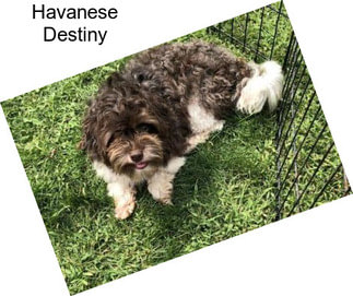 Havanese Destiny