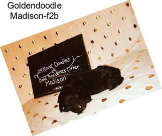 Goldendoodle Madison-f2b