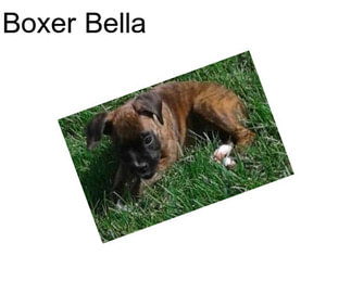 Boxer Bella