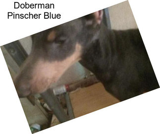 Doberman Pinscher Blue