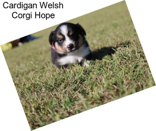Cardigan Welsh Corgi Hope