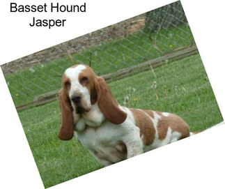 Basset Hound Jasper