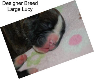 Designer Breed Large Lucy