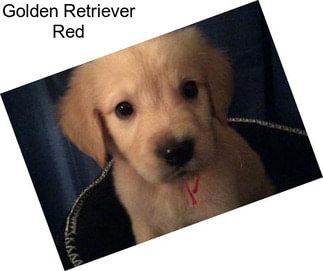 Golden Retriever Red