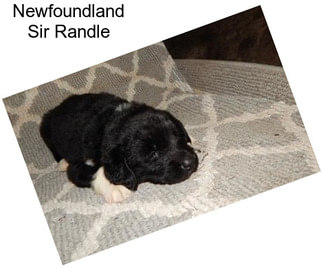 Newfoundland Sir Randle