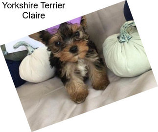 Yorkshire Terrier Claire