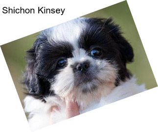 Shichon Kinsey