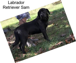 Labrador Retriever Sam