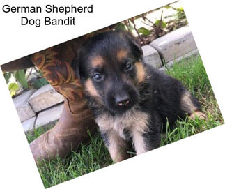 German Shepherd Dog Bandit