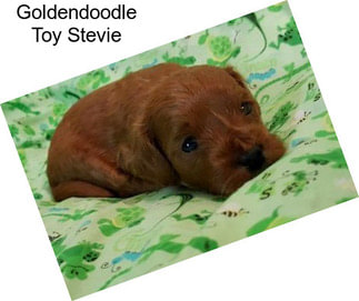 Goldendoodle Toy Stevie