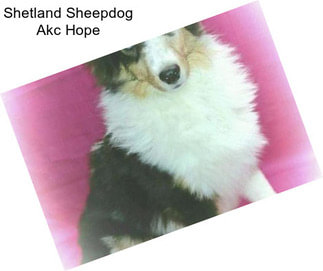 Shetland Sheepdog Akc Hope