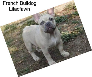 French Bulldog Lilacfawn