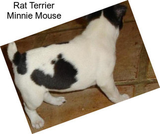 Rat Terrier Minnie Mouse