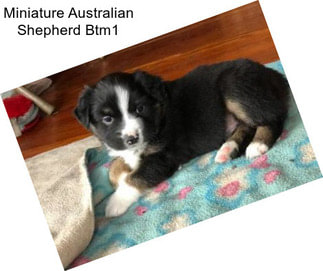 Miniature Australian Shepherd Btm1