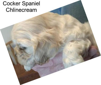 Cocker Spaniel Chlinecream