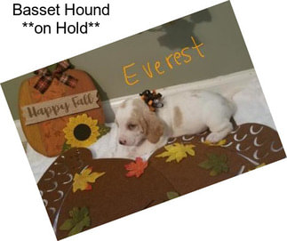 Basset Hound **on Hold**