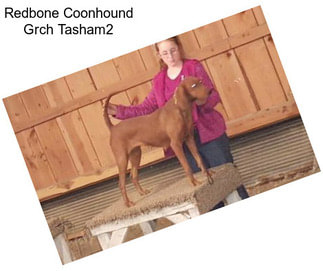 Redbone Coonhound Grch Tasham2