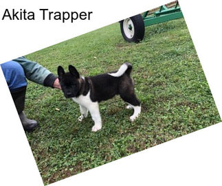 Akita Trapper