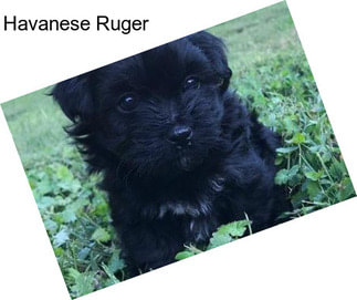 Havanese Ruger