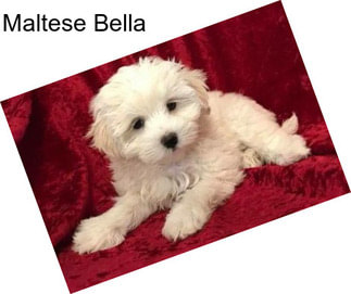 Maltese Bella