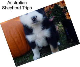 Australian Shepherd Tripp