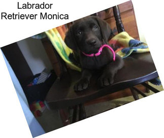 Labrador Retriever Monica