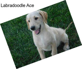 Labradoodle Ace