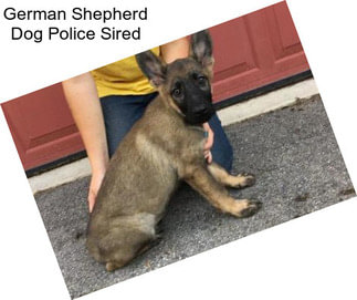 German Shepherd Dog Police Sired