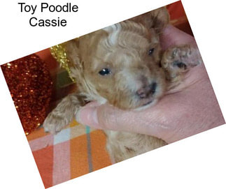 Toy Poodle Cassie