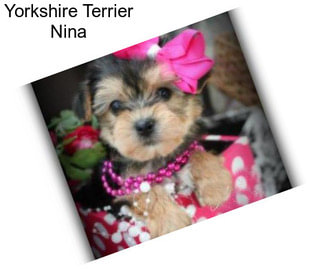 Yorkshire Terrier Nina