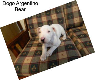 Dogo Argentino Bear
