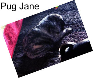 Pug Jane