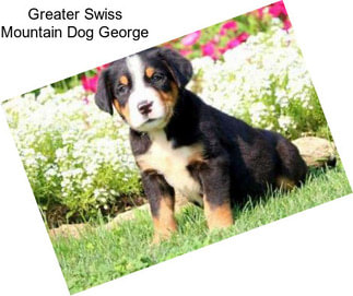 Greater Swiss Mountain Dog George