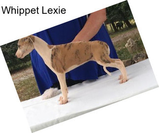 Whippet Lexie