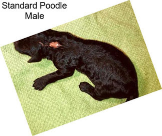 Standard Poodle Male
