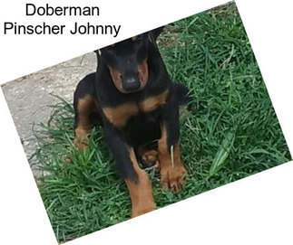 Doberman Pinscher Johnny