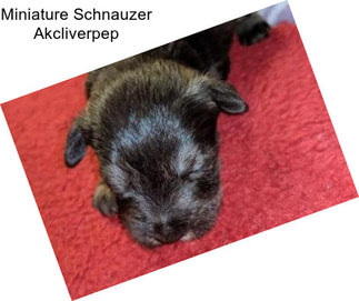 Miniature Schnauzer Akcliverpep