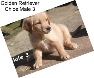 Golden Retriever Chloe Male 3